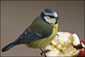 Apple to bluetit