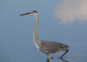 Great Blue Heron