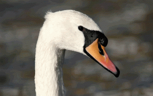 Swan Portrait