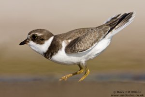 Angry Semip' Plover