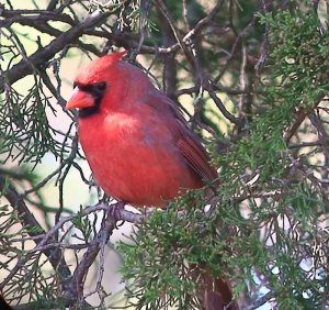 Cardinal