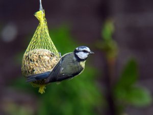 Blue tit on fatball