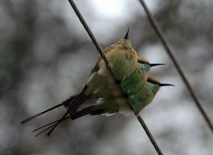 Green bee eaters