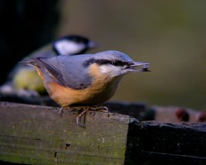 I wish these pesky Great Tits would leave my sunflower seeds alone