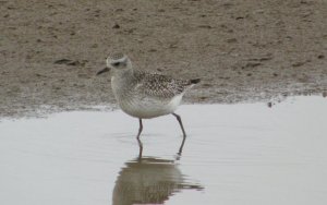 Grey Plover