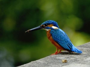 Small blue kingfisher