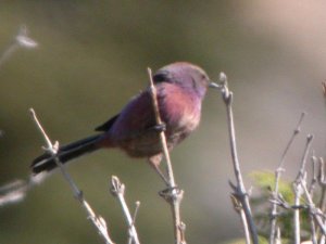 Severtzov's Tit-warbler