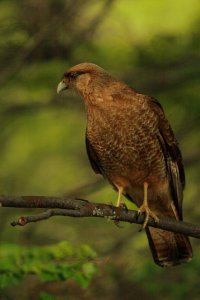 Chimango Caracara