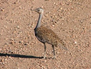 Red-crested Korhaan