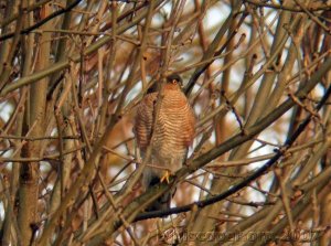 Sparrowhawk - River Garnock