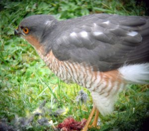 Sparrowhawk with Greenfinch