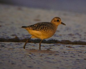 Grey Plover