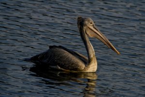Spot billed pelican