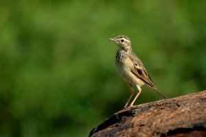 Paddy field Pipit