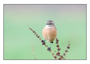 stonechat