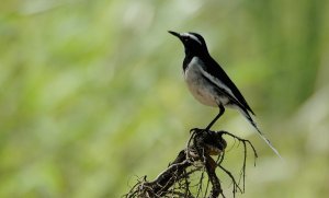 Pied wag tail