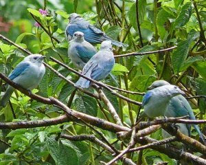 Blue-gray Tanagers