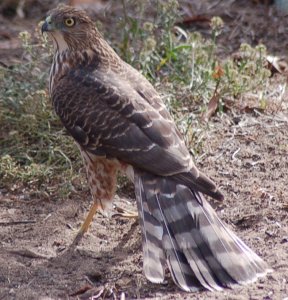 More of the Cooper's Hawk