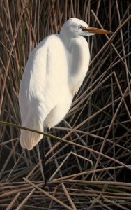 Great Egret (painting)