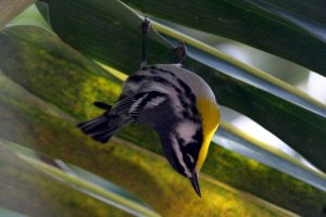 Yellow-throated Warbler