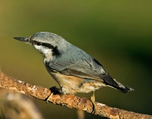 Eurasian Nuthatch