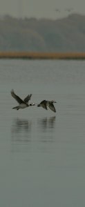 Long Tailed duck pair