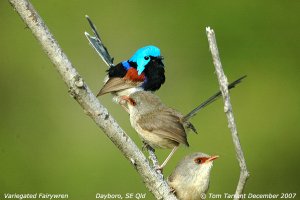 Variegated Fairywrens