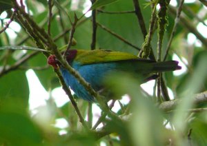 Bay-headed Tanager