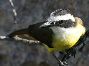 Great Kiskadee