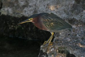 Green Heron Xel Ha Mexico