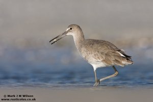 Willet with snack