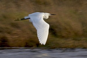 Little Egret on the Wing