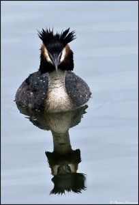 Great crested grebe