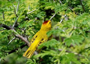 Yellow Warbler, Santa Marta Bay, Curacao N.A.