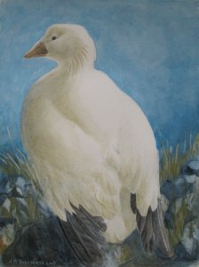 Ross's Goose