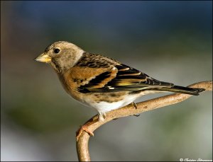 Brambling females