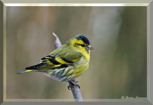 Siskin with frame