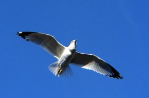 Gull above