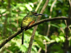 Rufous-tailed Jacamar