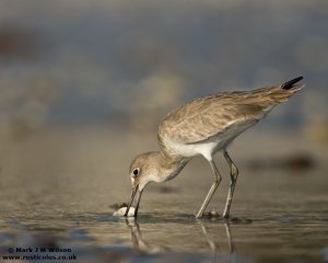 Another Willet