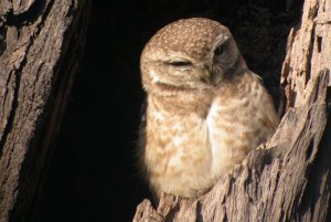 Spotted Owlet