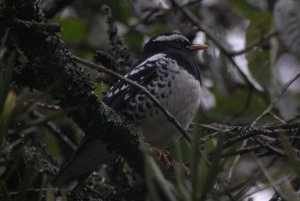 Pied Ground Thrush