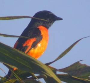 Scalet Minivet