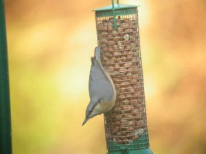 Nuthatch