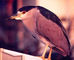 Black-crowned night heron