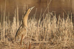 Bittern