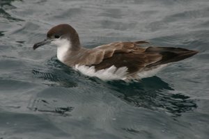 Buller's Shearwater