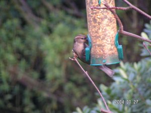 Female House sparrow