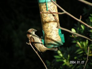 Male Housesparrow