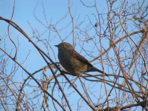 Dunnock(Hedge sparrow)
